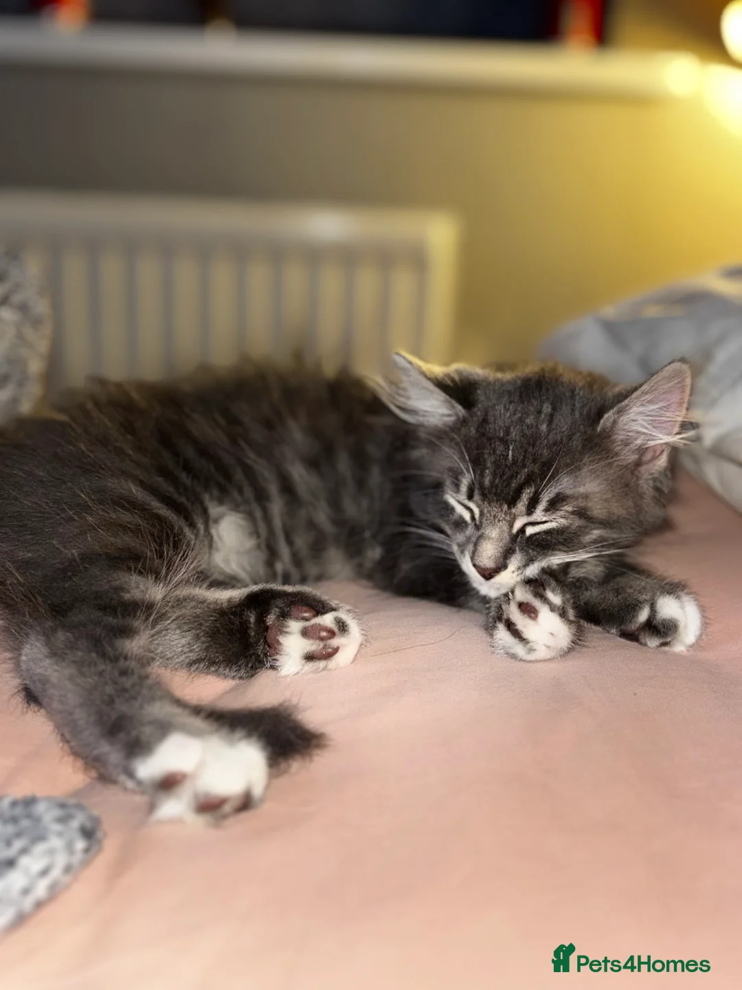 British Longhair cats for sale: Gorgeous boy  - Advert 4