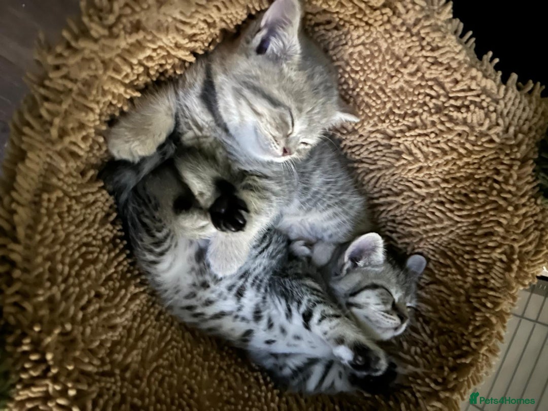 British Shorthair cats for sale: British blue / Scottish striaght kittens  - Image 3