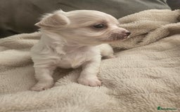 Chihuahua dogs for sale: Beautiful Chihuahua pups - Image 17