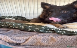 German Shepherd dogs for sale: Isabella GSD puppies - Image 6