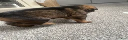 Mixed Breed dogs for sale: Rottweiler shepherd - Advert 9