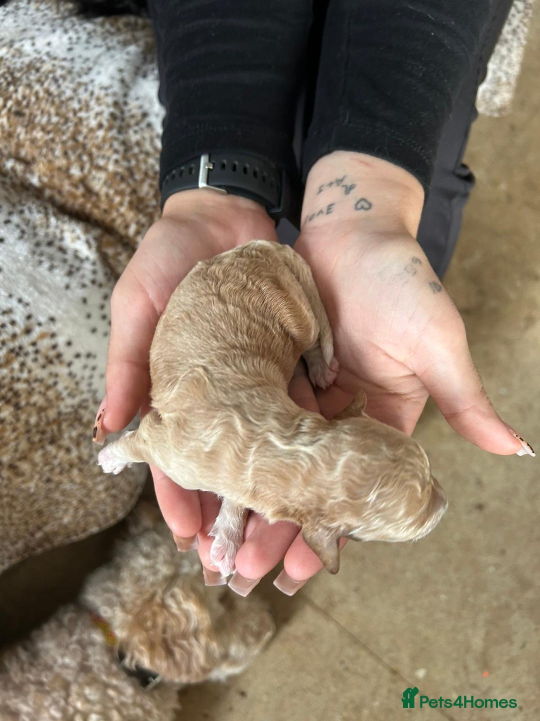 Cockapoo dogs for sale: F1b cockerpoo puppies - Image 15