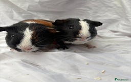Guinea Pig rodents for sale: Bonded Male Guinea Pigs - Advert 3