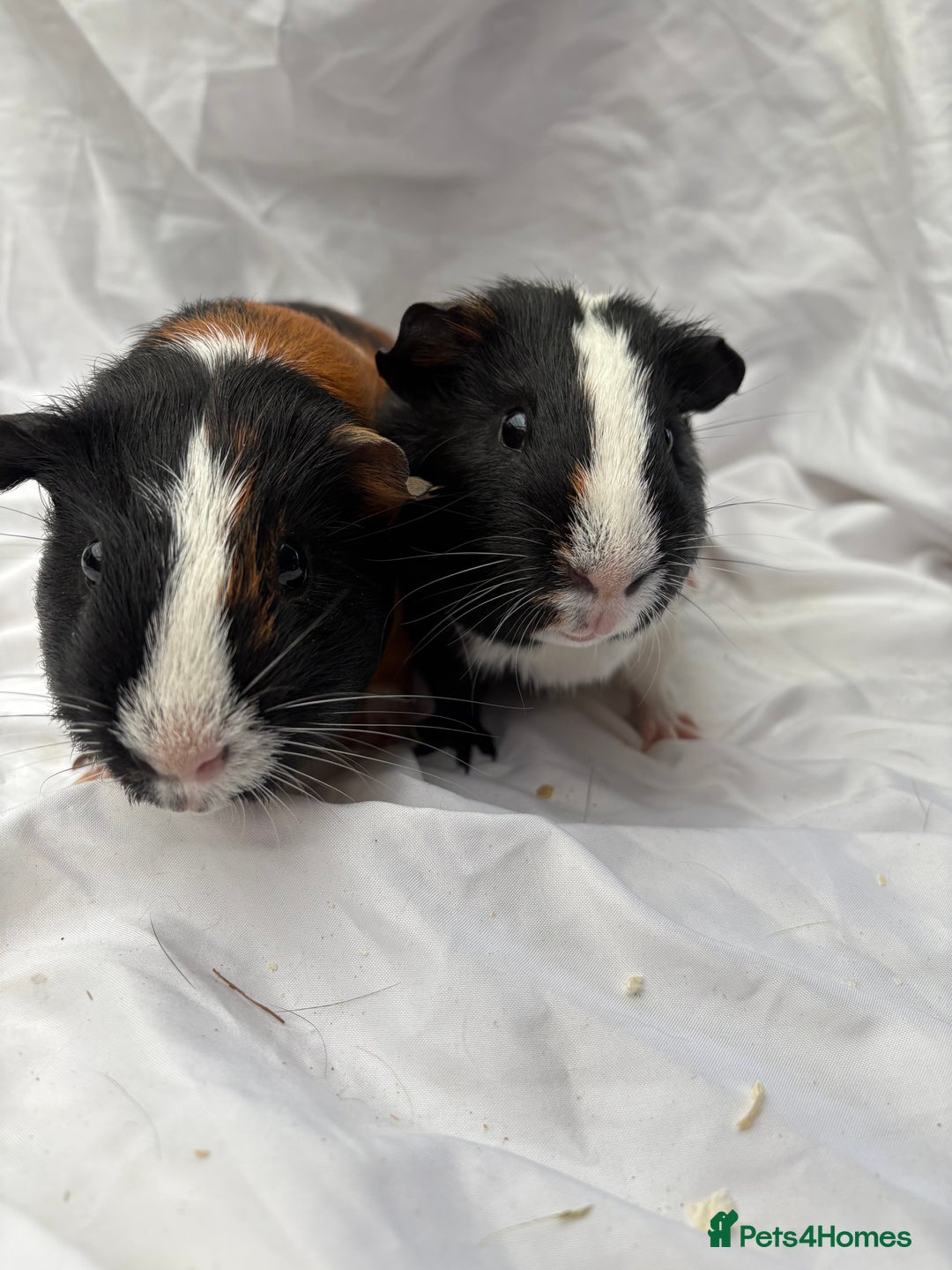 Guinea Pig rodents for sale: Bonded Male Guinea Pigs - Advert 3