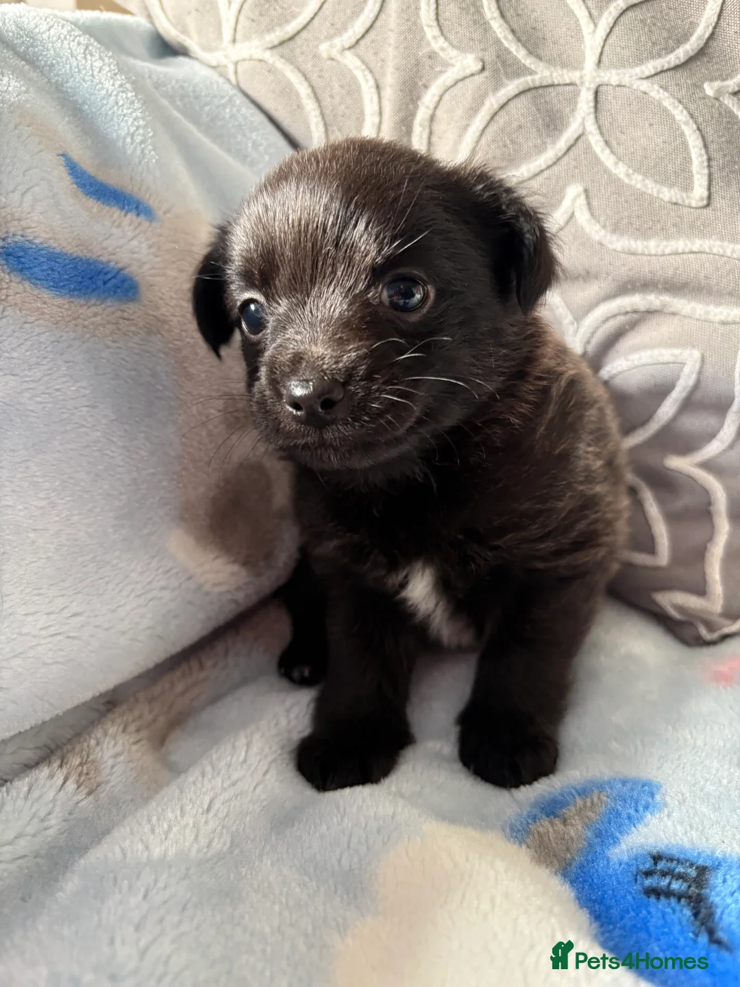 Mixed Breed dogs for sale: Pomeranian x Yorkshire terrier puppies - Advert 7