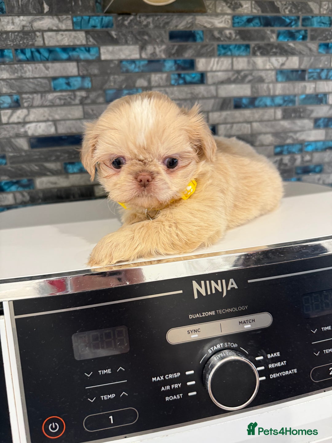 Shih Tzu dogs for sale: IMRERIAL SHIHTZU PUPPIES - Advert 14