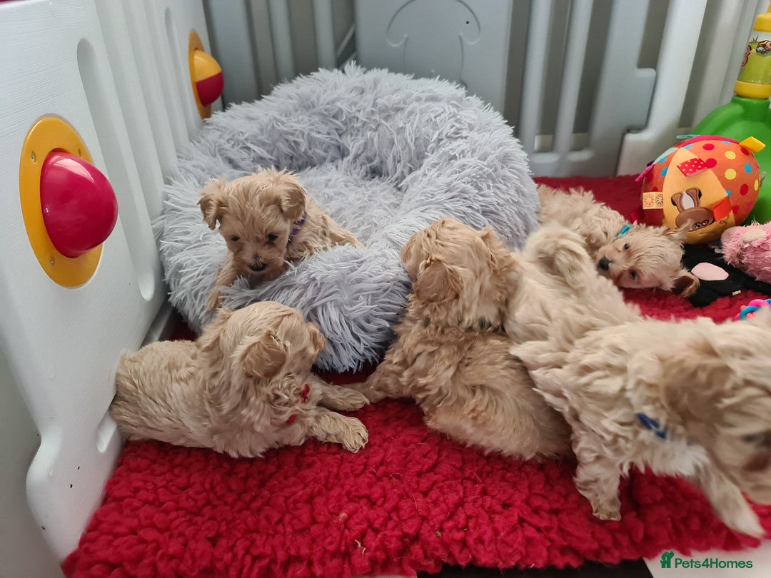 Maltipoo dogs for sale: Exceptionally F1 Maltipoo puppies  - Image 6