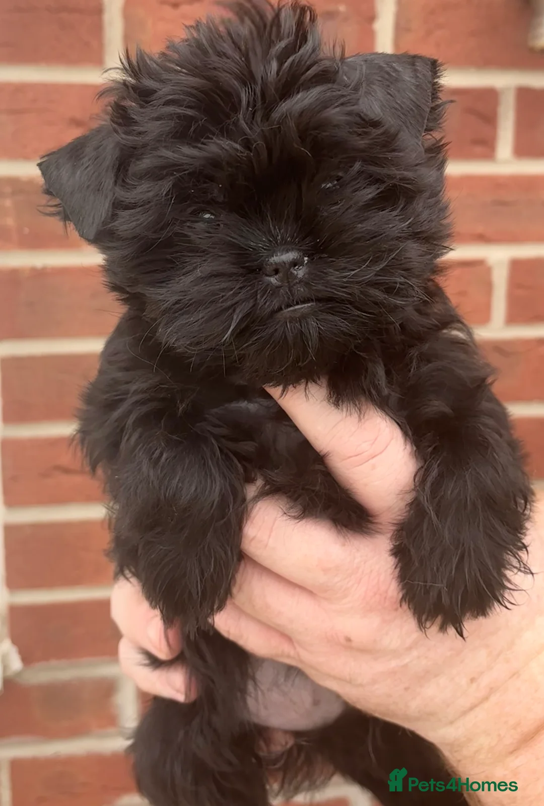 Affenpinscher dogs for sale: Affenpinscher puppies  - Advert 4