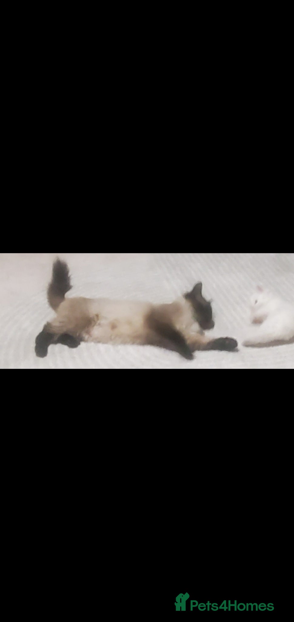 Ragdoll cats Rag doll mix  - Advert 1