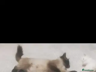 Ragdoll cats Rag doll mix - Advert 1