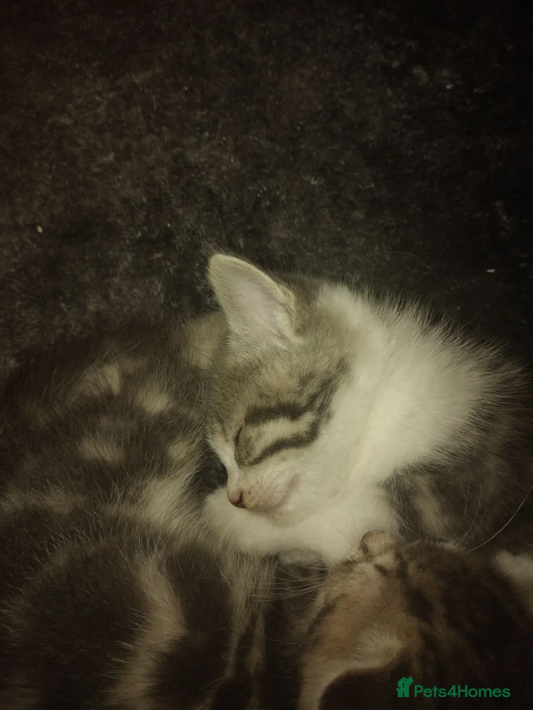 Mixed Breed cats for sale: Kittens for sale  - Advert 2