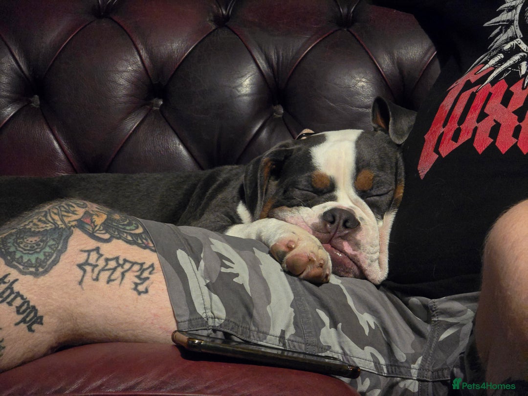 Olde English Bulldogge dogs for sale: Violet - Advert 2