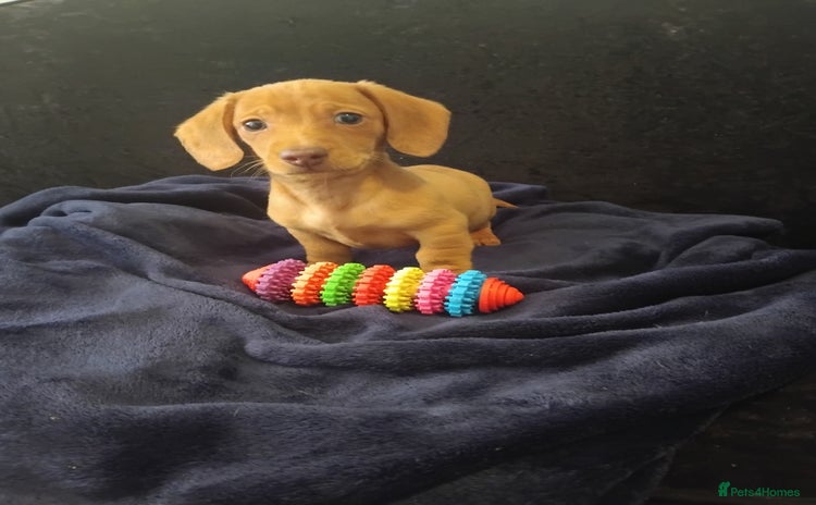 Miniature Dachshund dogs - Advert 16