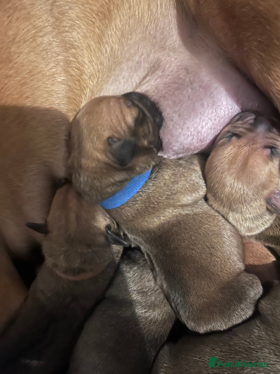 Staffordshire Bull Terrier dogs for sale: Red staffy pups  - Advert 17