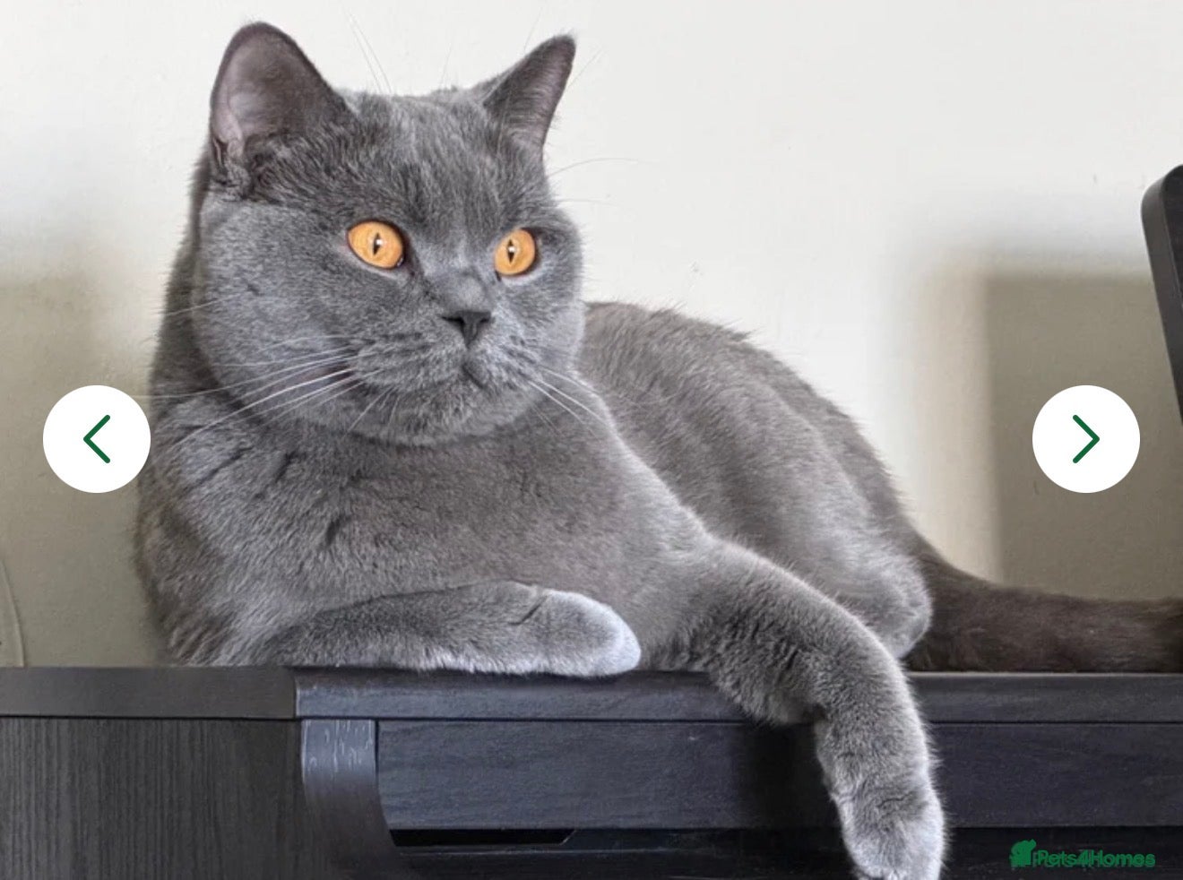 British Shorthair cats Ready to collect-GCCF British shorthair  kittens!  - Advert 2