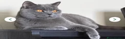 British Shorthair cats for sale: Ready to collect-GCCF British shorthair  kittens!  - Advert 2
