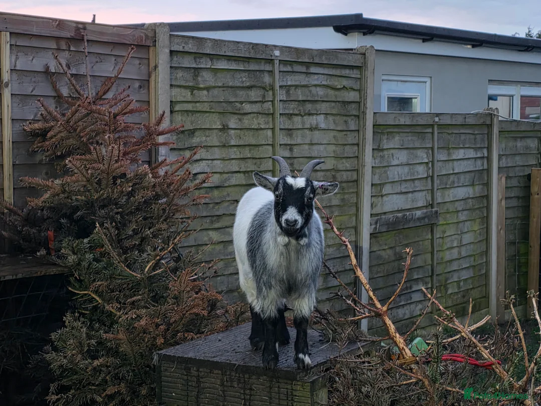 Goats livestock for sale: 2 pygmy weather looking for new home - Advert 2