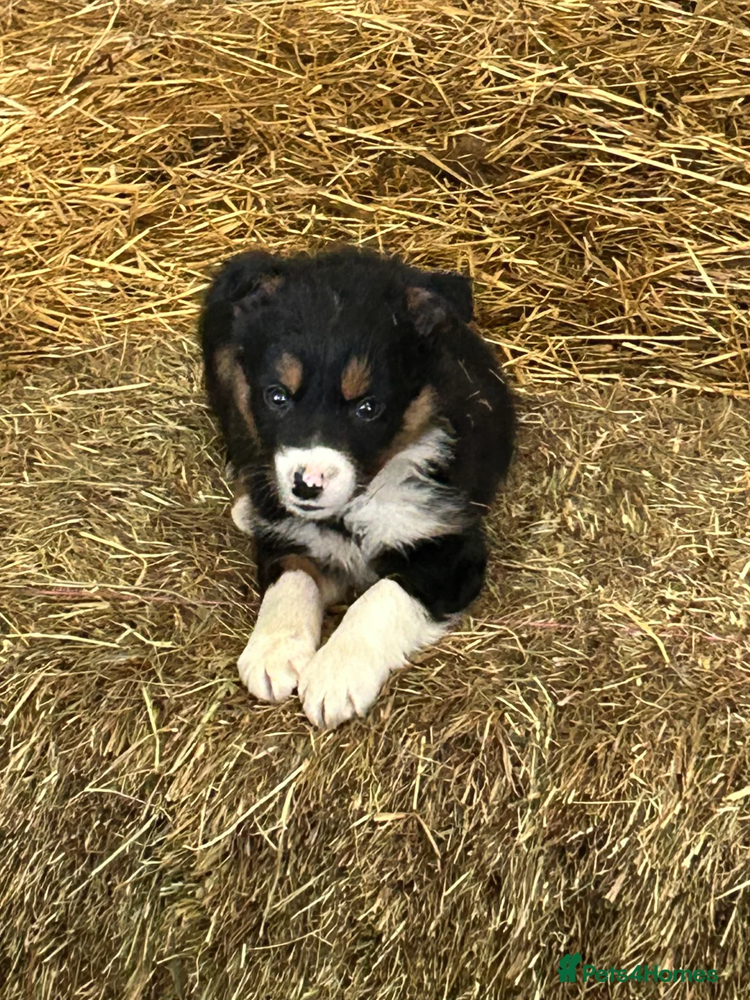 Border Collie dogs for sale: Border collie pups for sale - Advert 8