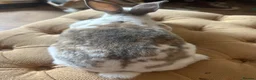 Rex rabbits for sale: 3 Baby mini Rex bunnies for sale 2 boys 1 girl  - Advert 10