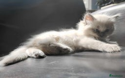 Ragdoll cats for sale: Beautiful Ragdoll kittens - Image 12