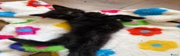 Mixed Breed cats for sale: Stunning fluffy black Girl  - Advert 8