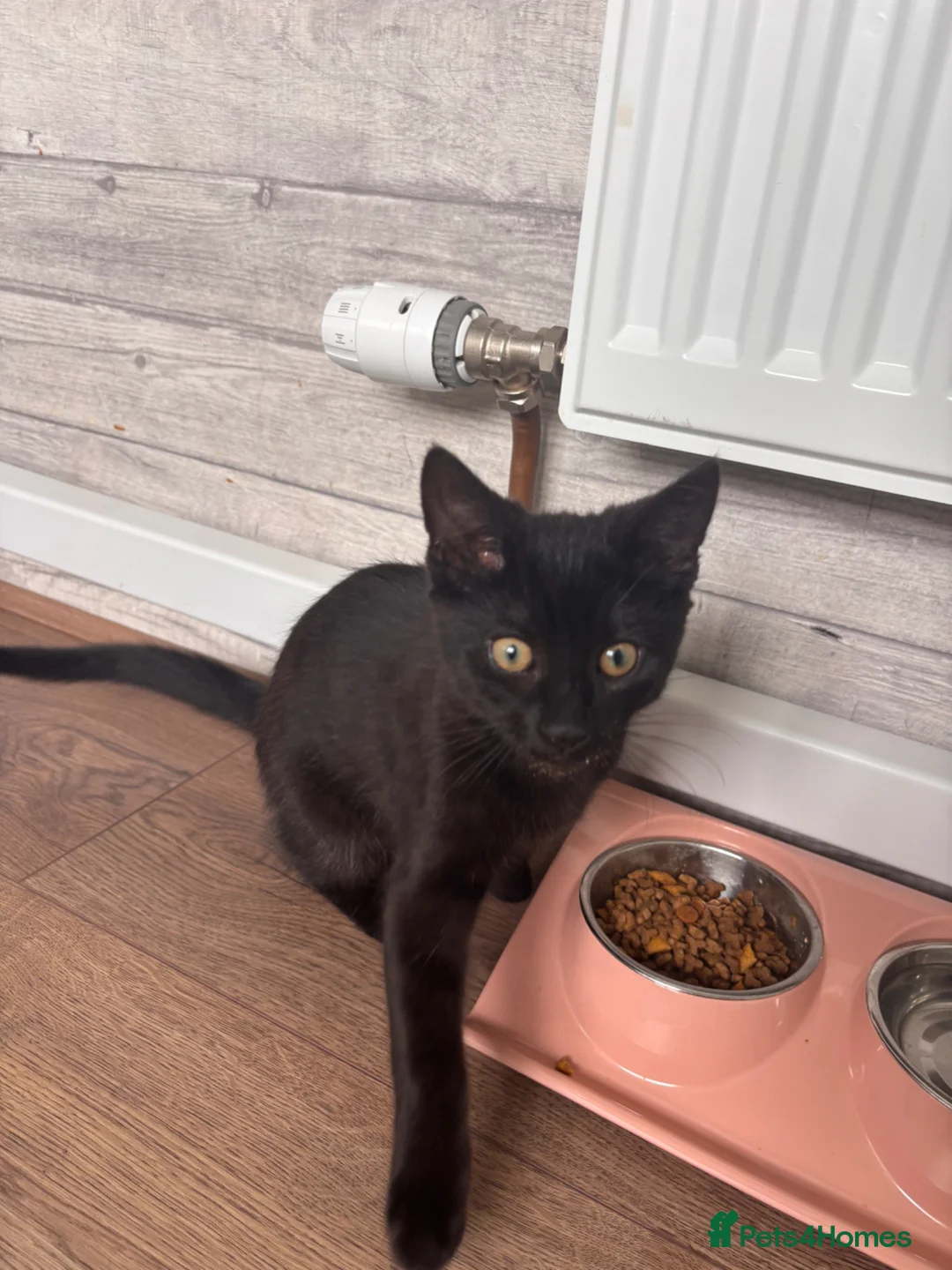 Mixed Breed cats for sale: Male kitten in Glasgow - Advert 2