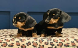 Miniature Dachshund dogs for sale: Short Haired Miniature Dachshunds - Image 6