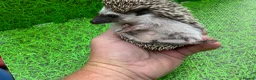 Pygmy Hedgehog rodents for sale: African Pygmy Hedghogs  - Advert 6
