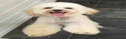 Toy Poodle dogs for sale: Extensively Health-Tested Female Toy Poodle Puppy - Advert 2