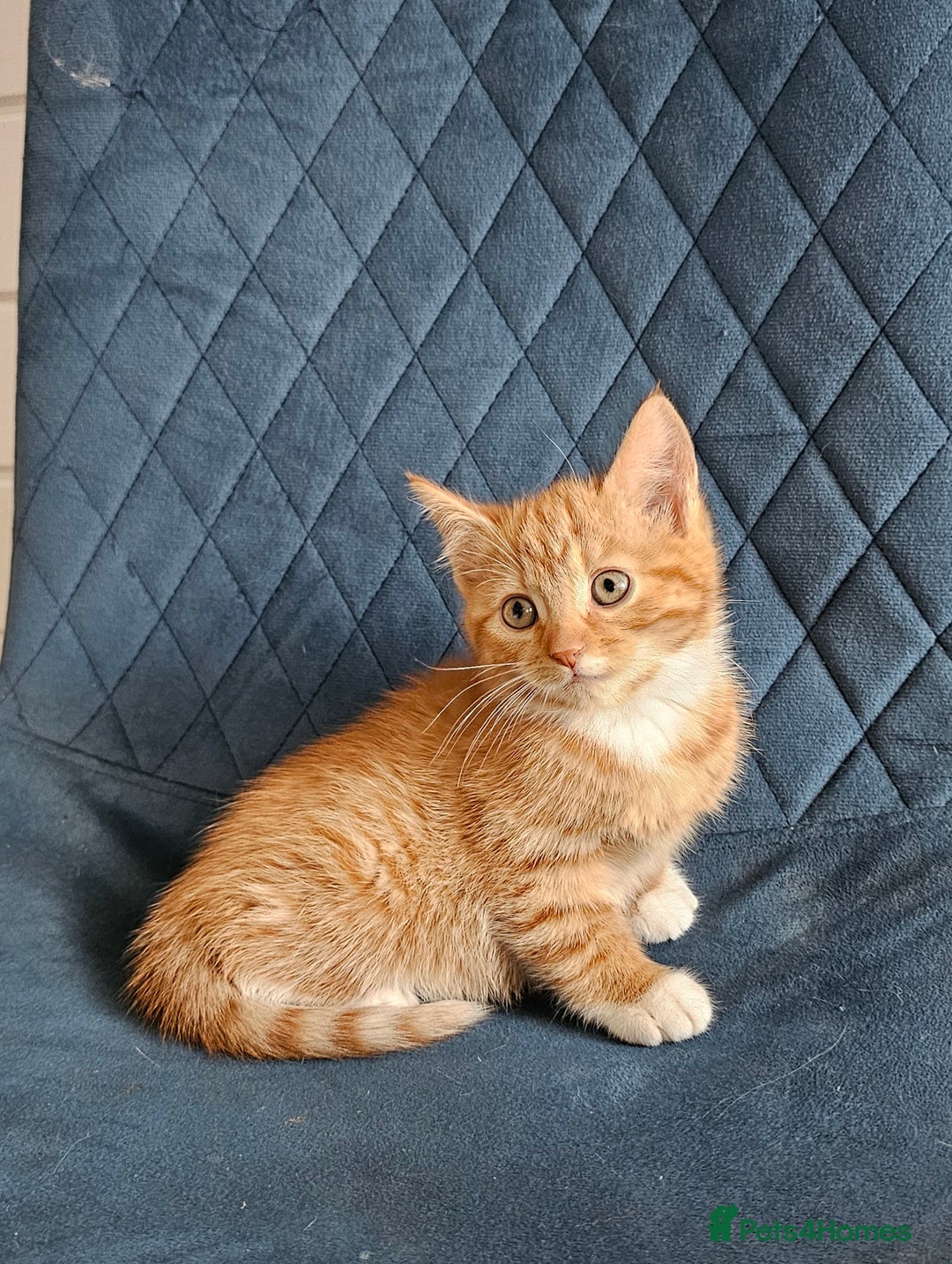 Mixed Breed cats for sale: Boy kitten - Advert 1