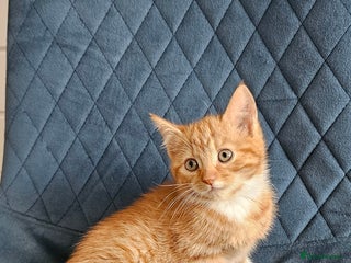 Mixed Breed cats Boy kitten - Advert 1