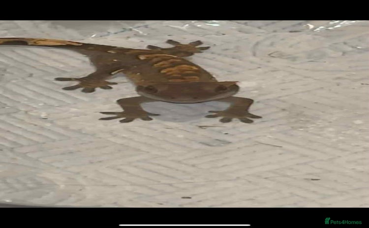 Gecko reptiles - Advert 2