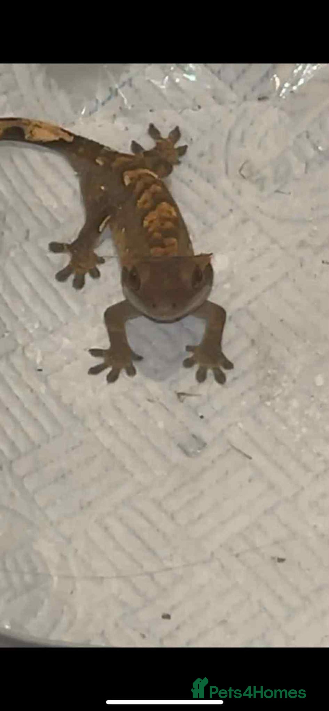 Gecko reptiles for sale: male crested gecko - Image 1