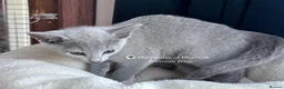 Russian Blue cats for sale: Beautiful full pedigree Russian Blue siblings  - Advert 21