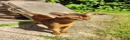 Abyssinian cats for sale: Very loyal and affectionate Abyssinian boy - Advert 2