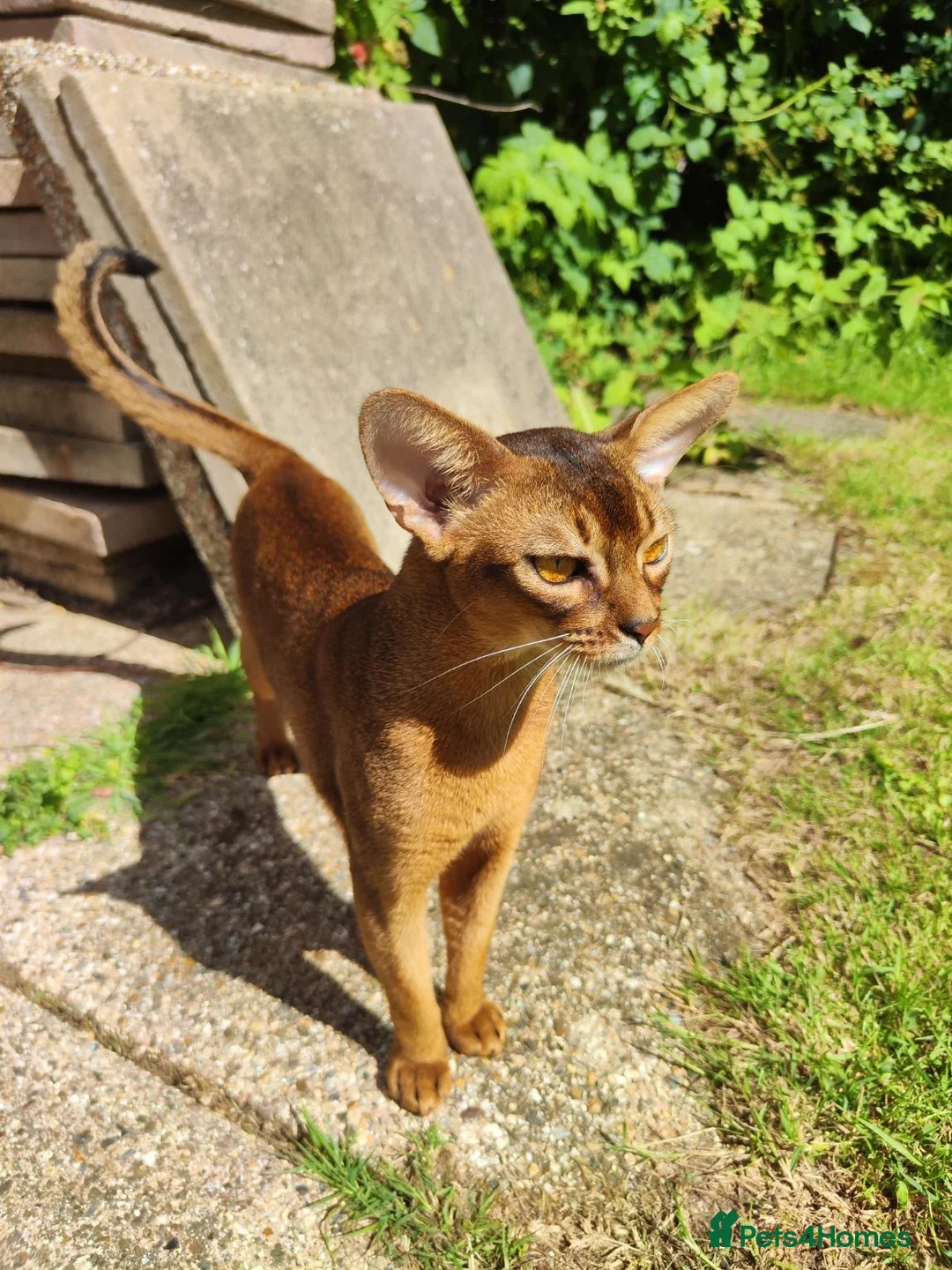 Abyssinian cats for sale: Very loyal and affectionate Abyssinian boy - Advert 2