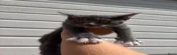Mixed Breed cats for sale: Beautiful boy kitten  - Advert 4