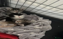 Ragamese cats for sale: Beautiful ragamese/bengal - Image 9