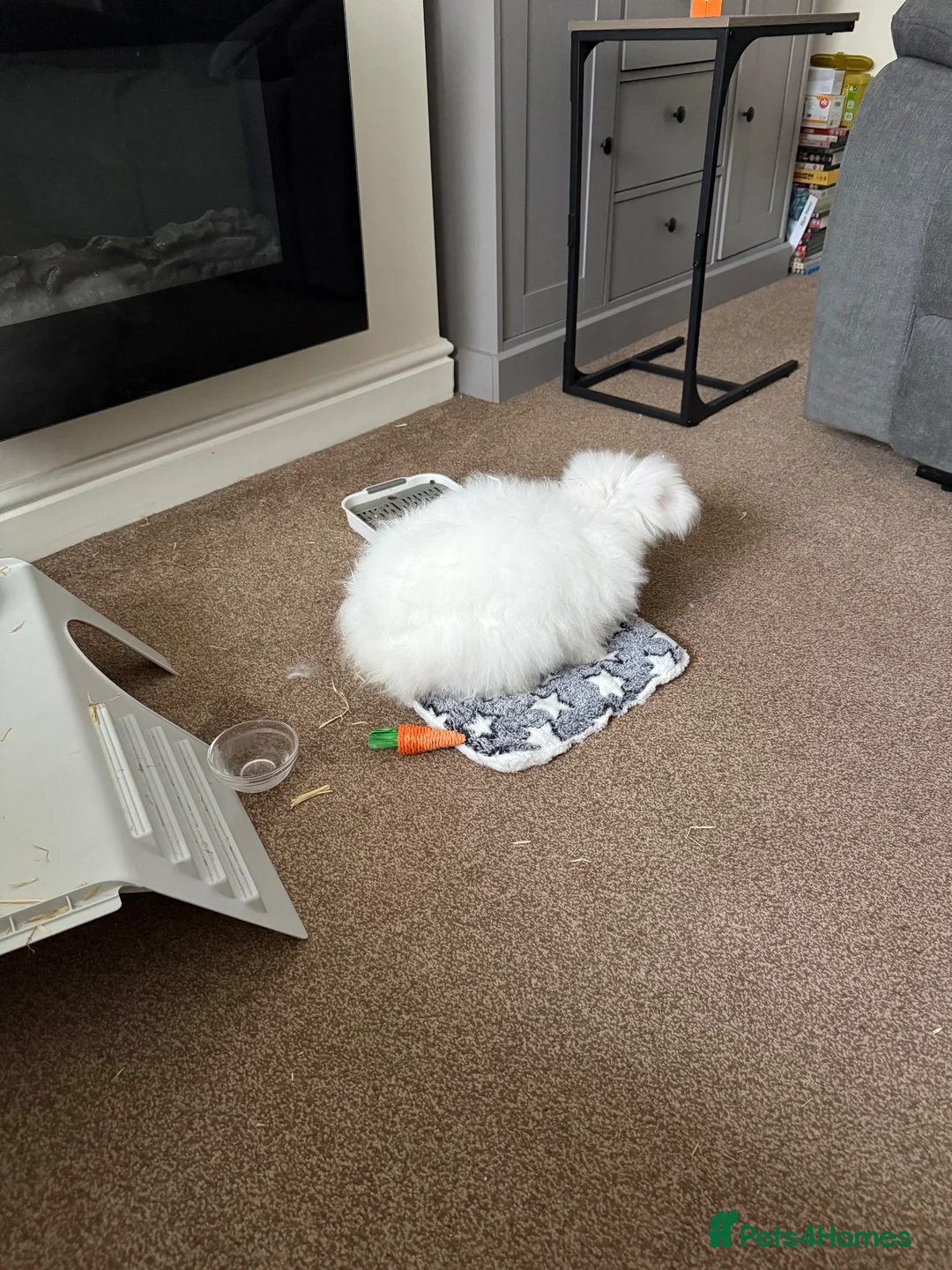 English Lop rabbits for sale: White long haired rabbit - Advert 5