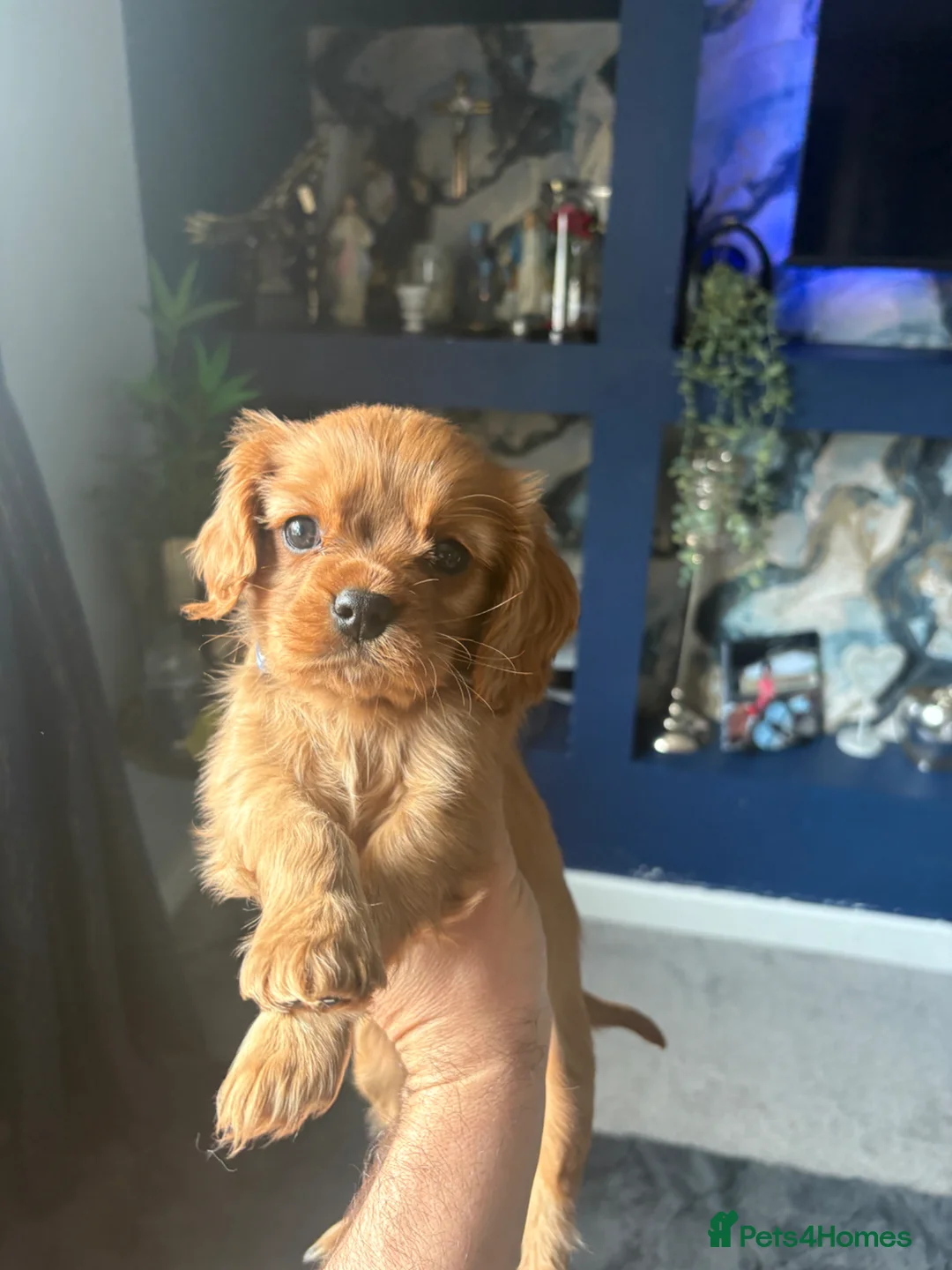 Cavalier King Charles Spaniel dogs for sale: RUBY king Charles caviller  - Advert 1