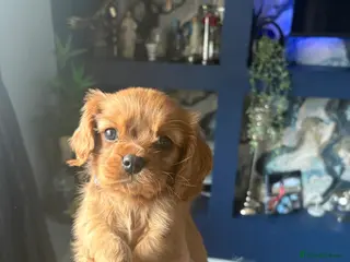 Cavalier King Charles Spaniel dogs RUBY king Charles caviller - Advert 7