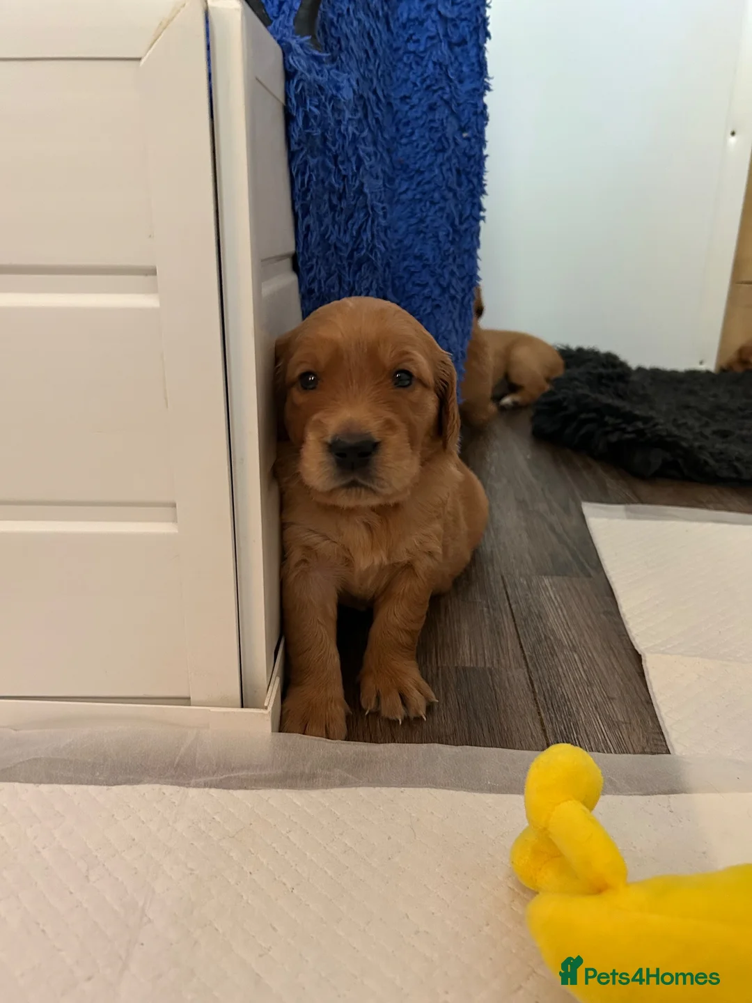 Golden Retriever dogs for sale: Beautiful dark red golden retriever puppies  - Advert 2