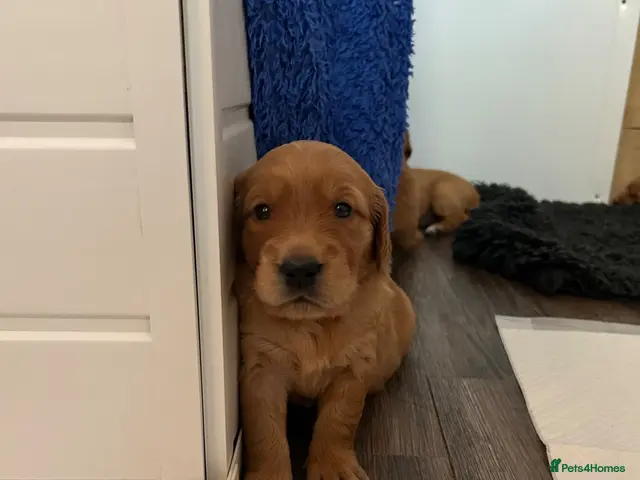 Golden Retriever dogs for sale: Beautiful dark red golden retriever puppies - Advert 2