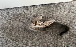 Mixed Breed cats for sale: 🐾 Adorable Kittens Looking for Loving Homes 🤍 - Image 3