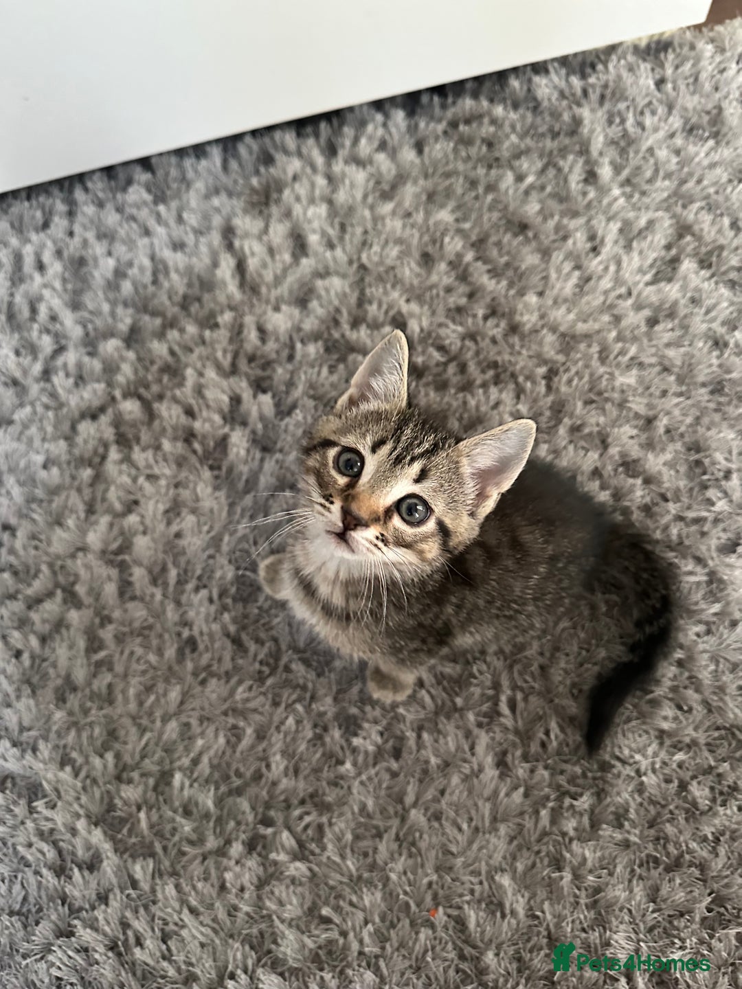 Mixed Breed cats for sale: 🐾 Adorable Kittens Looking for Loving Homes 🤍 - Image 3