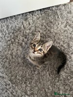 Mixed Breed cats - Advert 4