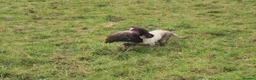 English Springer Spaniel dogs for sale: KC Reg Litter - Liver & White x Black & White - Advert 4