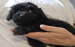 Shihpoo dogs for sale: Shihtzu x poodle  - Advert 9