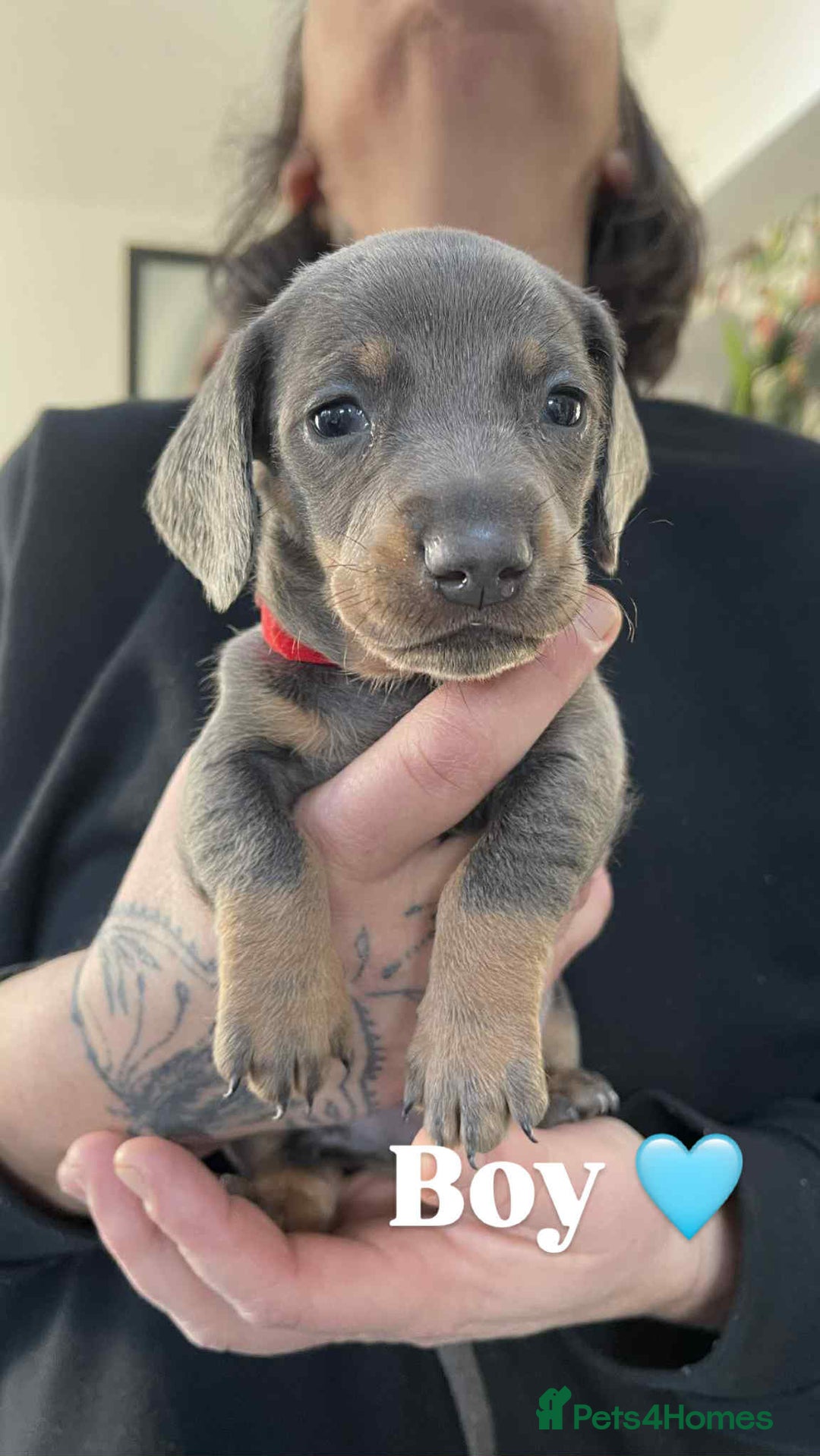 Miniature Dachshund dogs for sale: ❤️Minature Dachshunds for Sale ❤️ - Advert 7