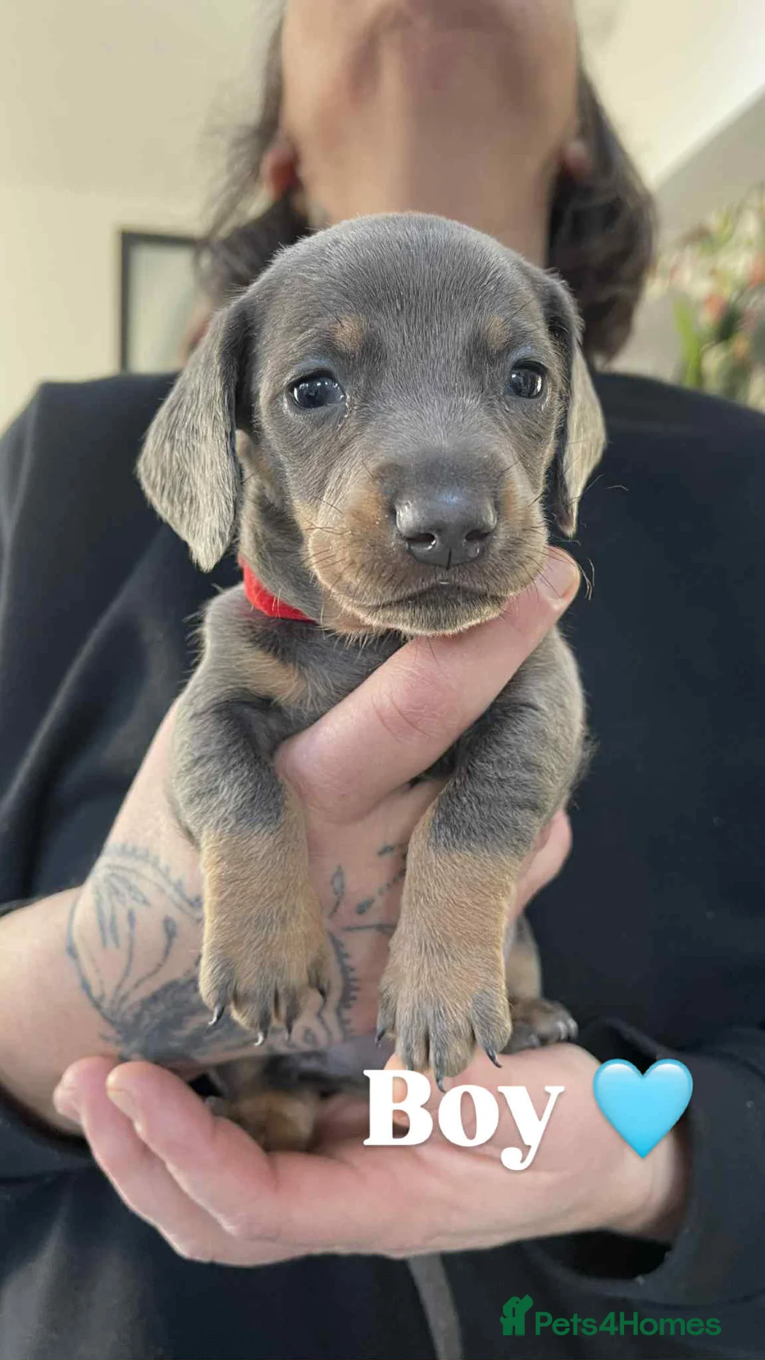 Miniature Dachshund dogs for sale: ❤️Minature Dachshunds for Sale ❤️ - Advert 14